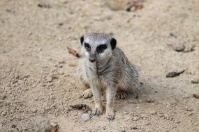 meerkat sitting on the ground