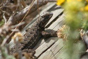 lizard on a board in the wild