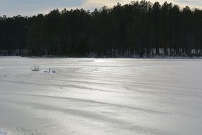 Winter pond frozen bared trees