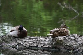 Ducks on the rocks near the green water