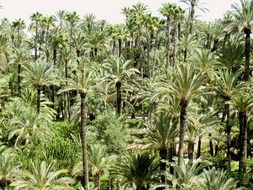 landscape of the palm trees in the park