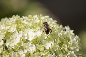 insect on lilac