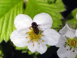 Big bee on a strawberry flower