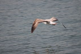 beautiful bird is flying over the sea