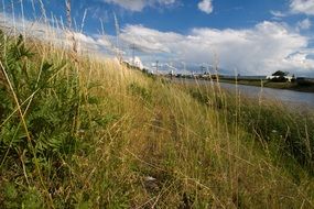 Rhine river bank