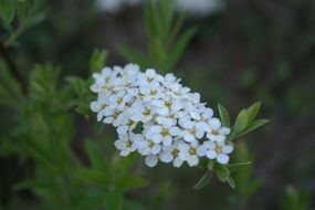 white flower bloom in nature