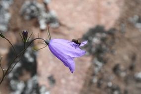 bellflower blue