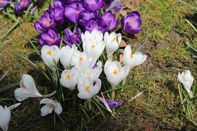 crocus bushes in the garden