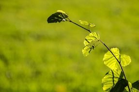 Bright green leaves in back light at blurred background with grass