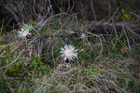 Dry thistles silberdisteln plants