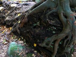 tree roots in the forest close-up