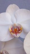 white orchid flowers on a blue background