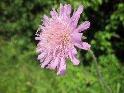 scabiosa columbaria wildflower close-up on blurred background