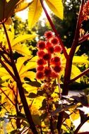 unusual flower among the yellow leaves on a sunny day