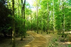 Green leave trees in a forest