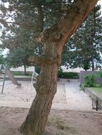 unusually beautiful tree face
