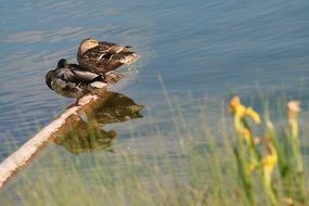 extraordinary beautiful ducks