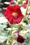 summer bright red poppy flower