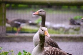 geese animal zoo