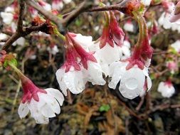 plum blossom on a branch