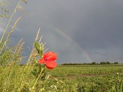 screen poppy