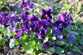 beautiful blooming violets in the garden