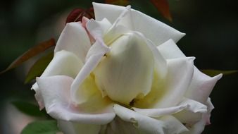 Rose with the white petals