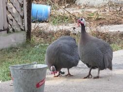 gray domestic guinea fowls