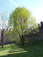 green tree at middle ages wall, italy, este