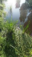 Green plants on a water