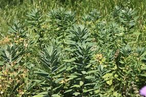 Green spurge outdoors