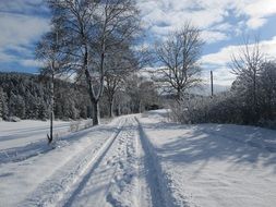 unusually beautiful winter snow forest