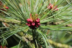 Closeup photo of the Needles on a pine tree