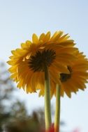 gerbera flowers