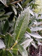 Freeze leaf in nature