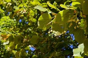 Green sunny linden leaves branch living nature