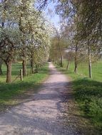 spring trees in the alley