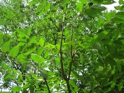 bright green foliage of ailanthus