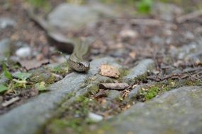 grey snake crawling on cobblestone path