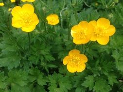 extraordinary beautiful yellow flowers