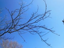 brown branches of a spring tree on a background of blue sky