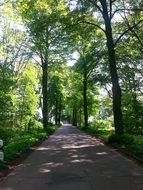 avenue in a green forest