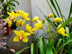 yellow orchids on the stems