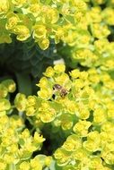 bee flies on spring flowers