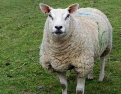 white sheep with green mark on side