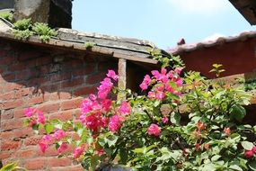 red flowers on the wall