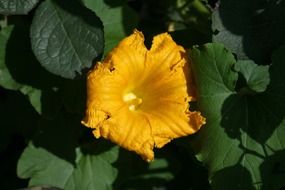 pumpkin, blooming plant at sunny day