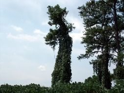 blue sky over tall green trees