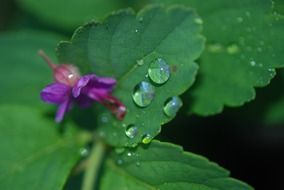 macro view of Water drops on a green leaves