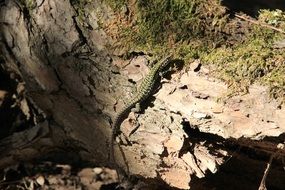 small lizard on mossy log